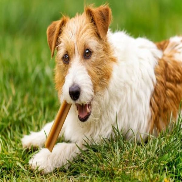 Best Dental Treats for Dogs