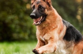 Best Dog Toys for German Shepherds