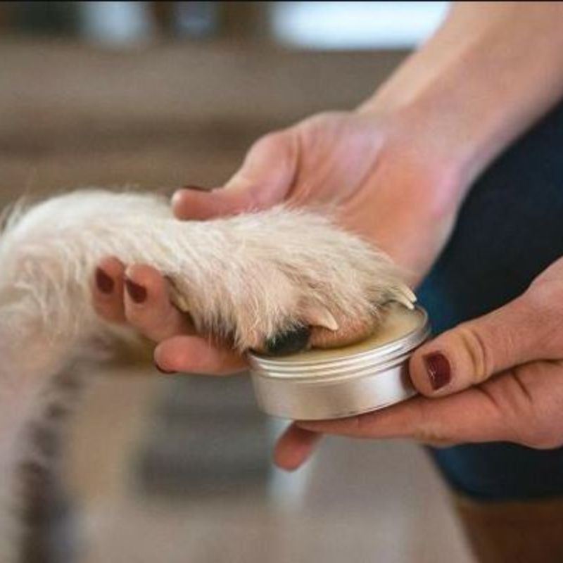 Best Paw Balm for Dogs