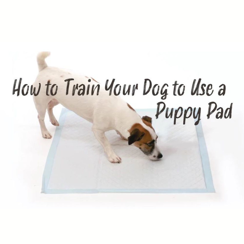 How to Train a Puppy to Use a Pee Pad