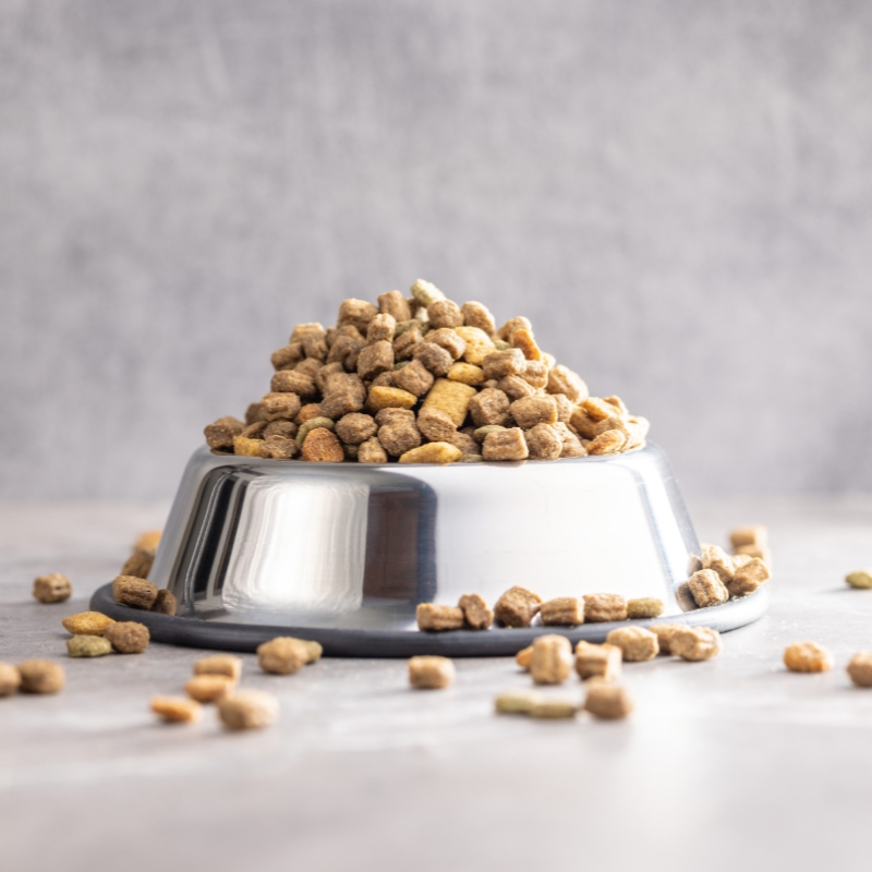 What to Feed Stray Cats