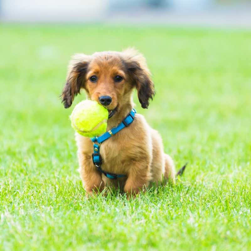 Why Do Dogs Love Tennis Balls