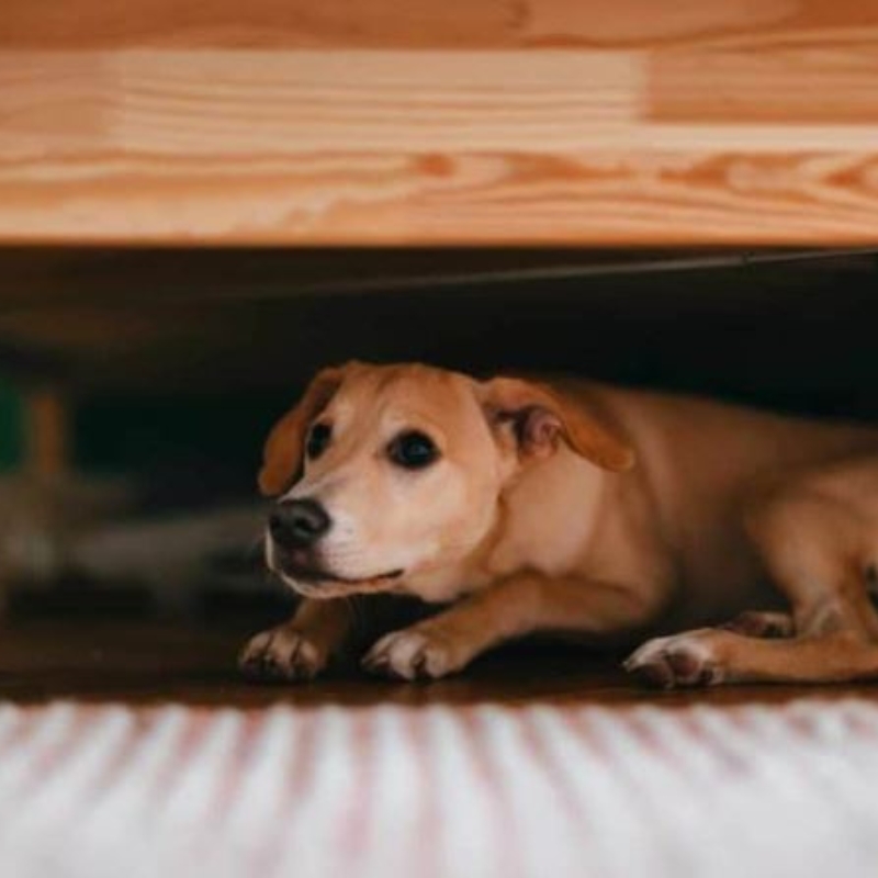 Why Does My Dog Sleep under My Bed