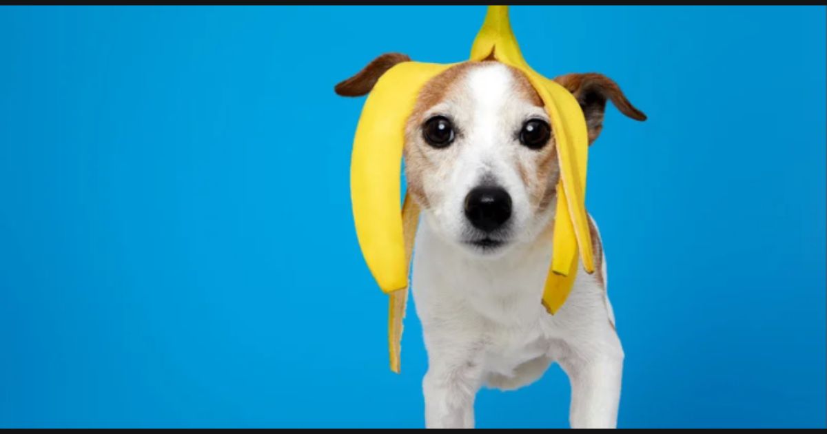 Can Dogs Eat Bananas