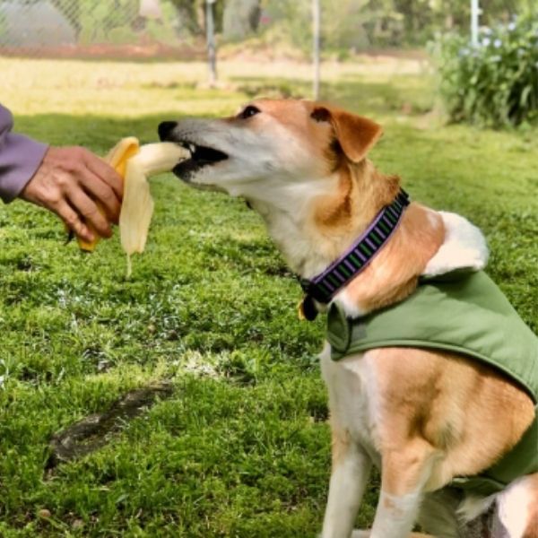 Can Dogs Eat Bananas