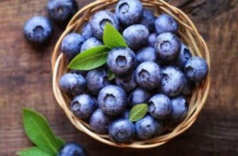 Can Dogs Eat Blueberries