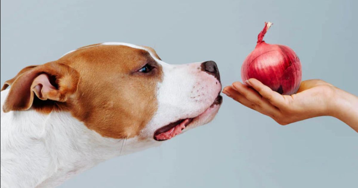 Can Dogs Eat Onions