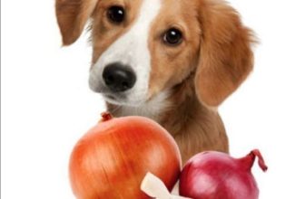 Can Dogs Eat Onions