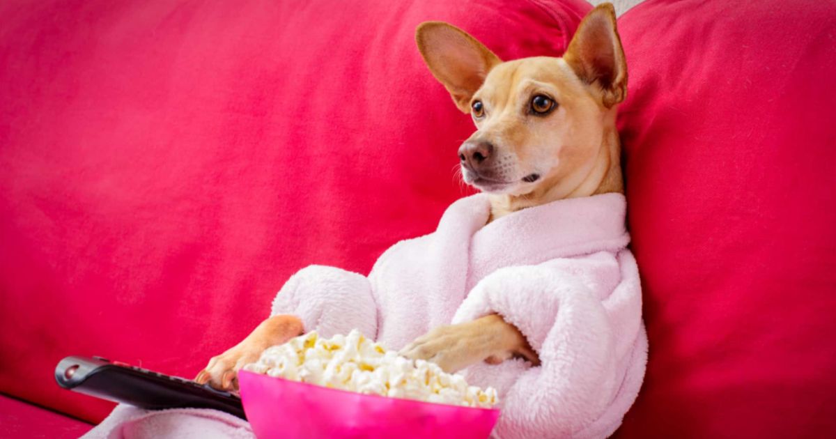 Can Dogs Eat Popcorn