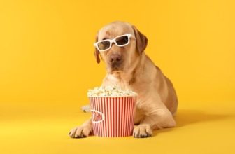 Can Dogs Eat Popcorn
