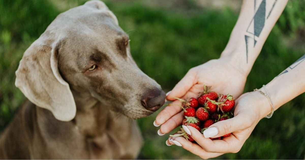 Can Dogs Eat Strawberries