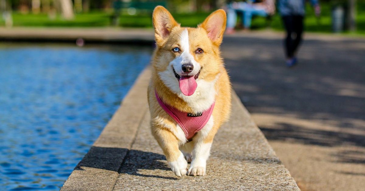 Can Food Cause Anal Gland Issues in Dogs