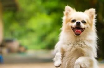 Can Food Cause Anal Gland Issues in Dogs