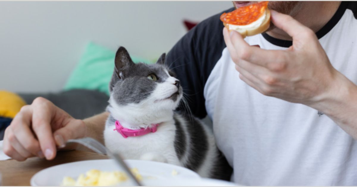 Can Humans Eat Cat Food