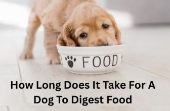 How Long Does It Take For A Dog To Digest Food