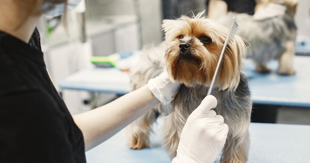 How Much Does Dog Grooming Cost