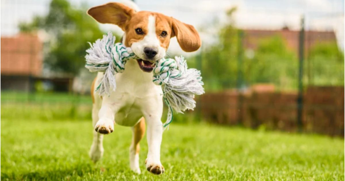How Much Exercise Does a Dog Need