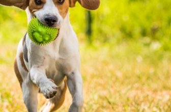 How Much Exercise Does a Dog Need