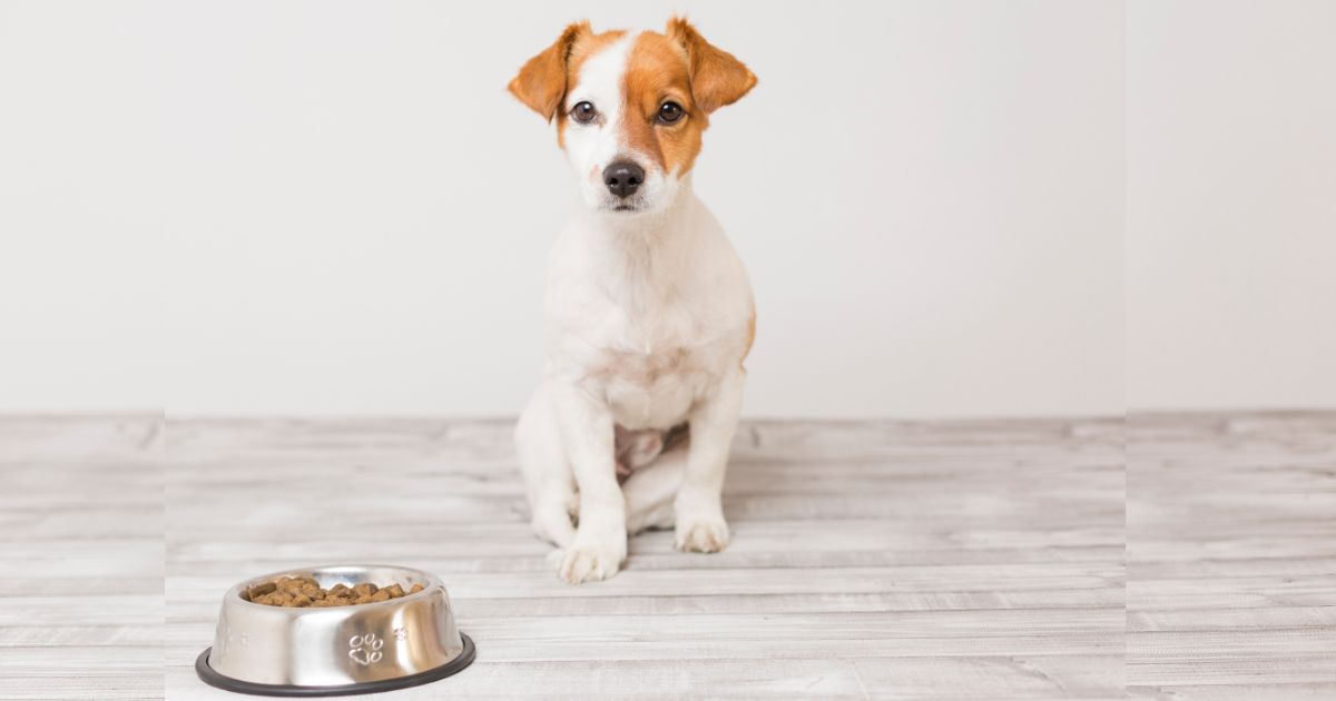 How long can Dogs go without Food