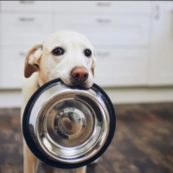 How long can Dogs go without Food