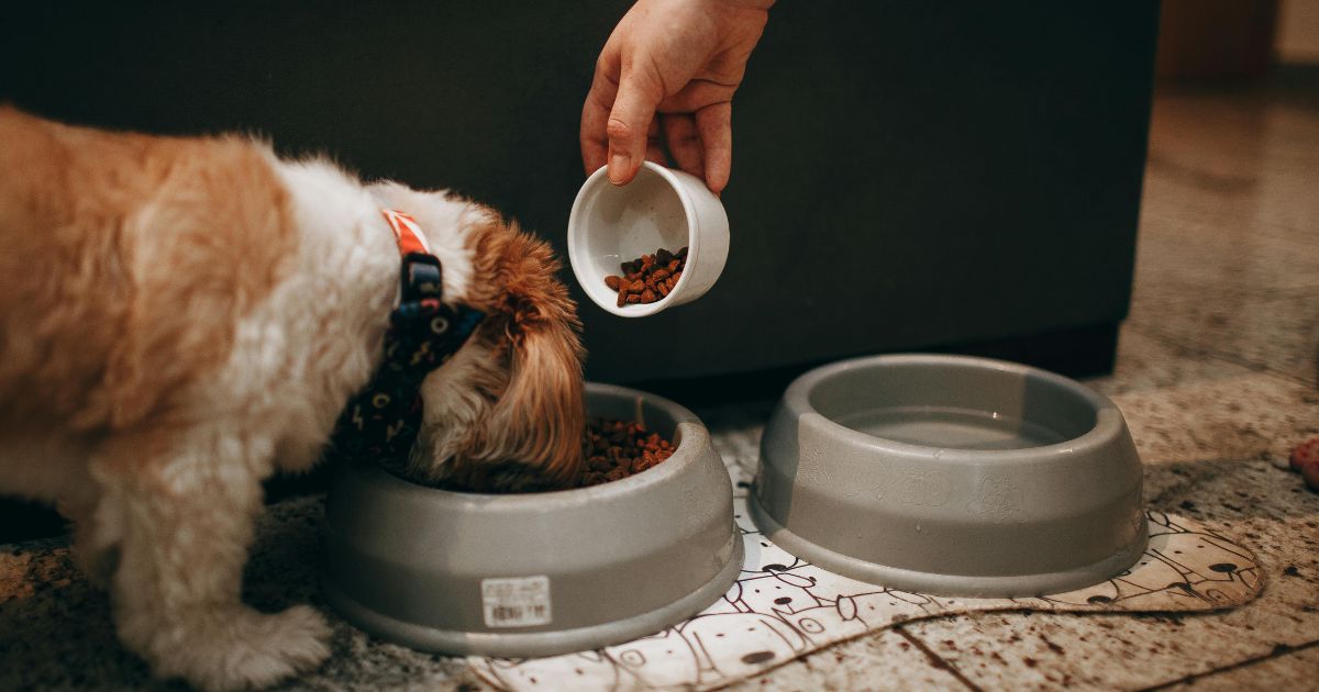 How much Food should I feed my Dog