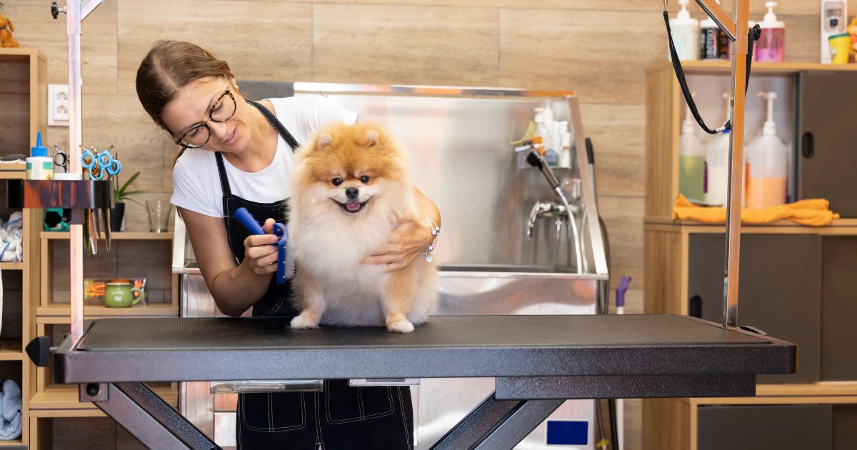 How to Become a Dog Groomer
