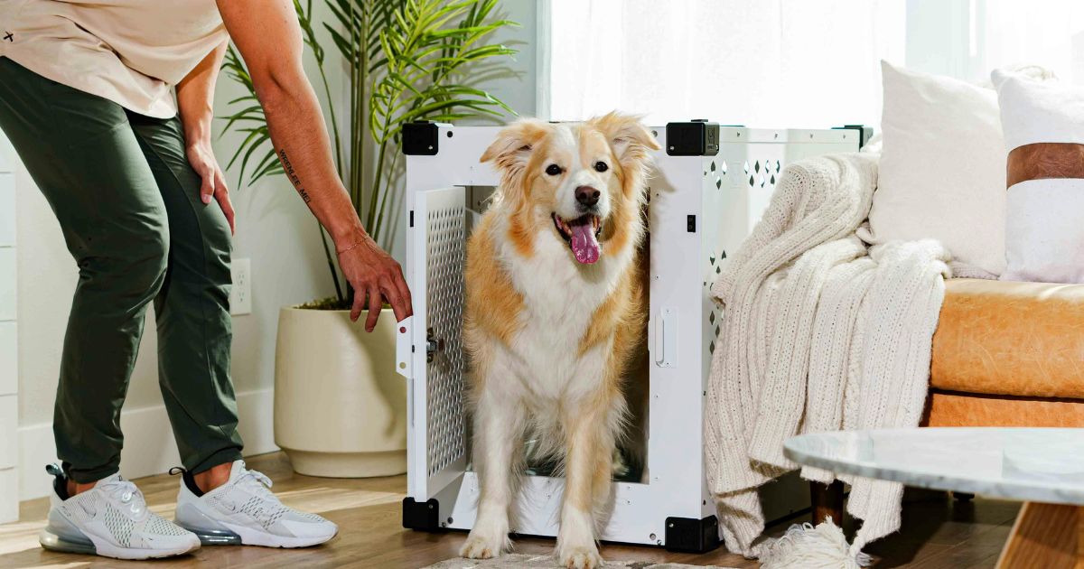 How to Crate Train a Dog