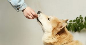 How to Create a Pet Care Schedule