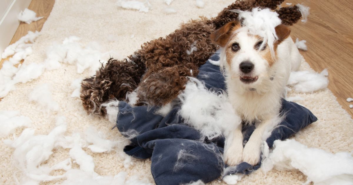 How to Cure Separation Anxiety in Dogs