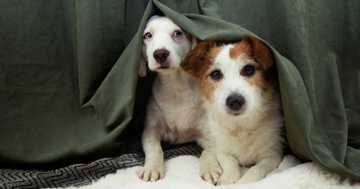 How to Cure Separation Anxiety in Dogs