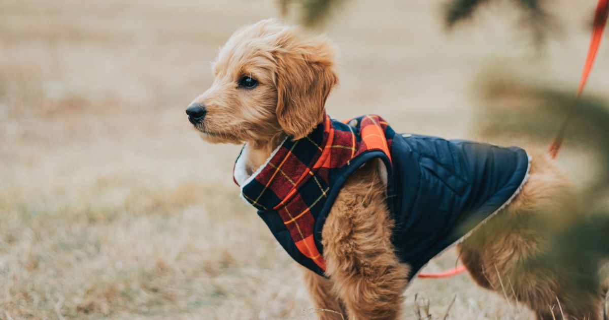 How to Get Dog to Stop Barking
