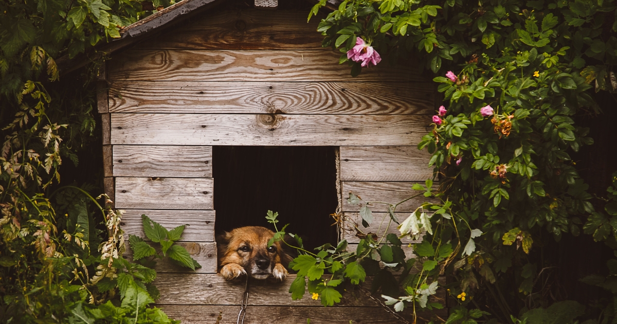 How to Kennel Train a Dog