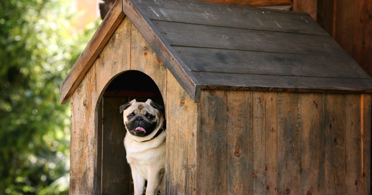 How to Kennel Train a Dog