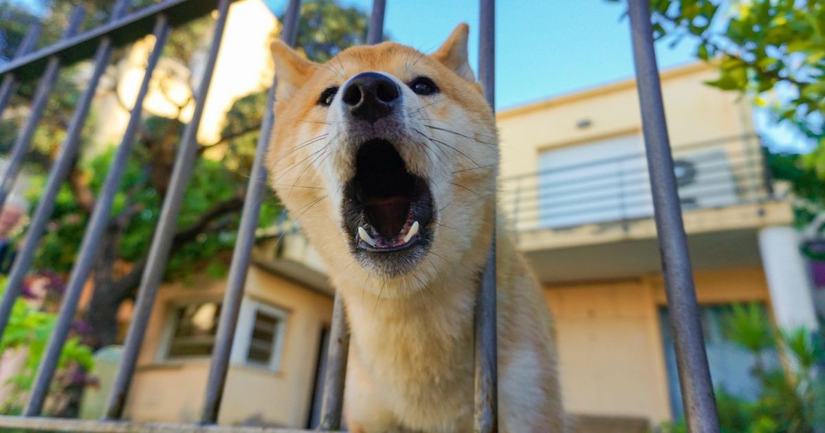 How to Stop a Dog from Barking