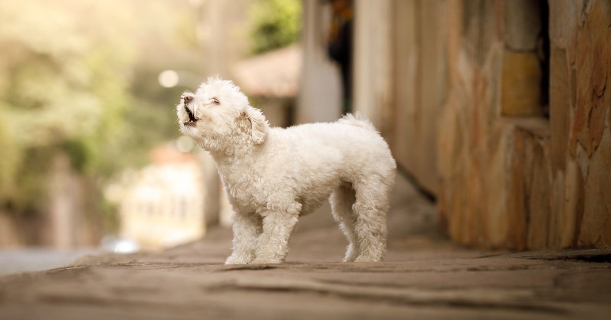 How to Train a Dog to Stop Barking