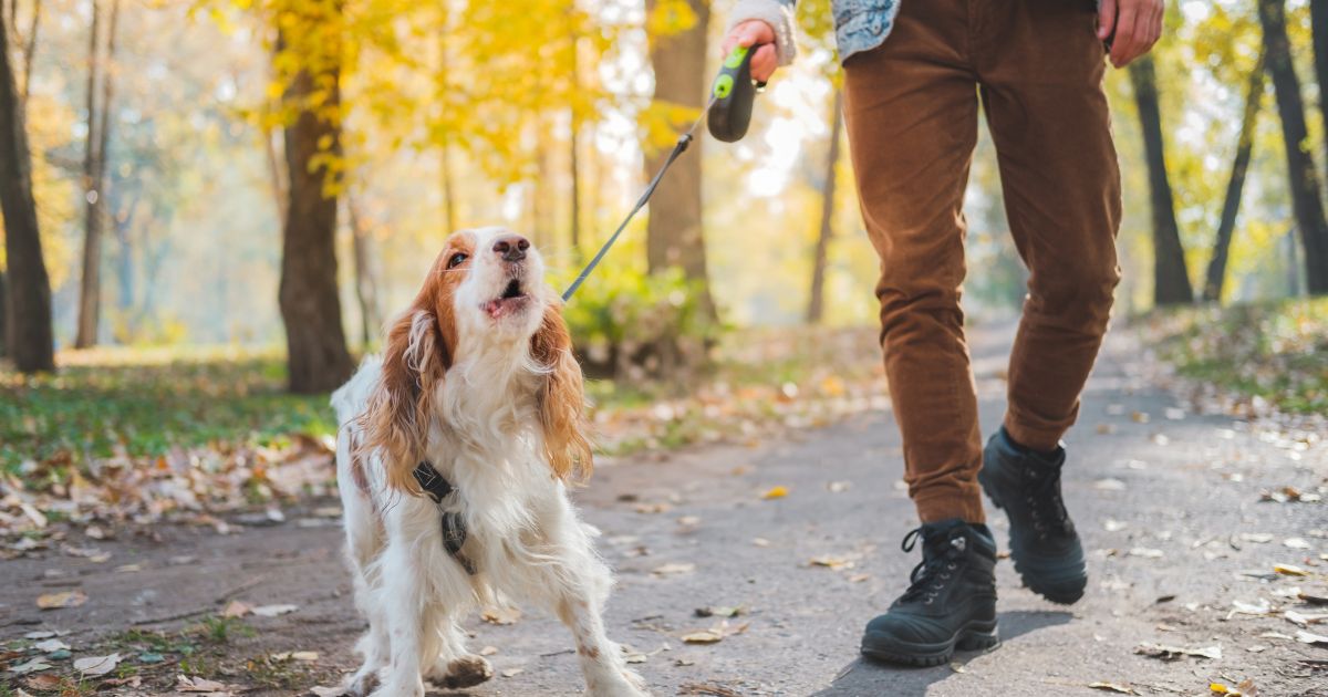 How to Train a Dog to Stop Barking