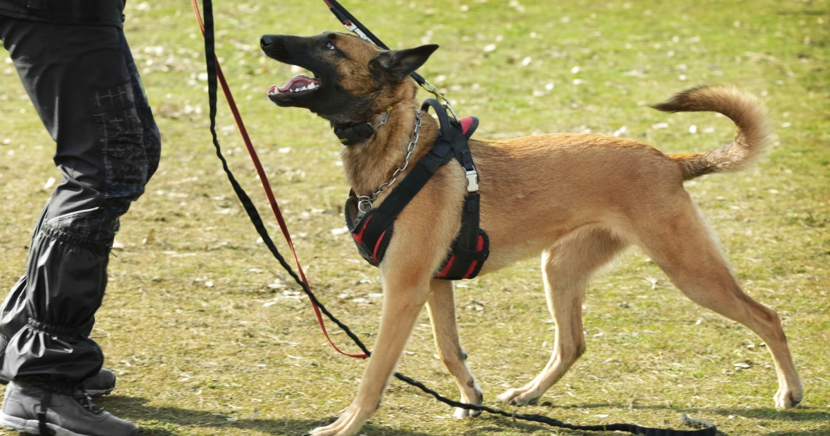 How to Train your Dog to be a Service Dog