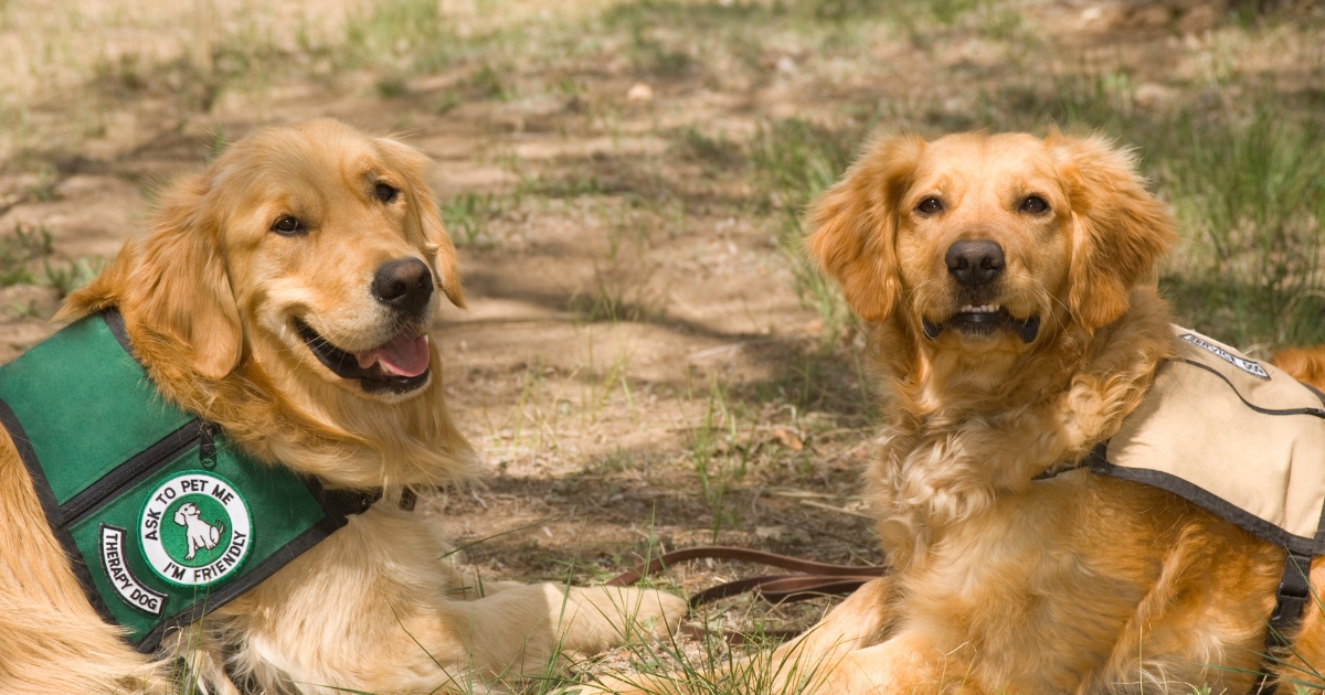 How to Train your Dog to be a Service Dog