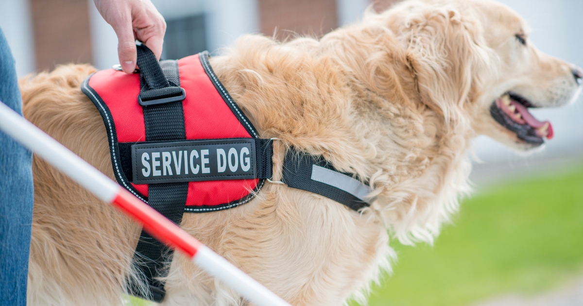 How to Train your Dog to be a Service Dog