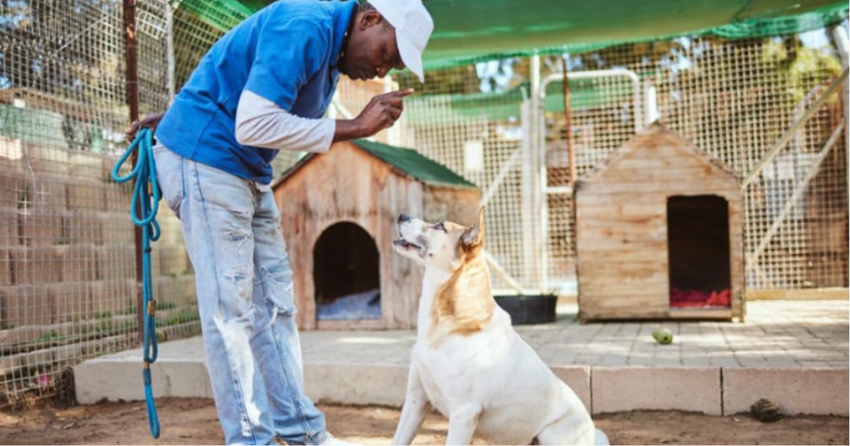 How to become a Dog Trainer