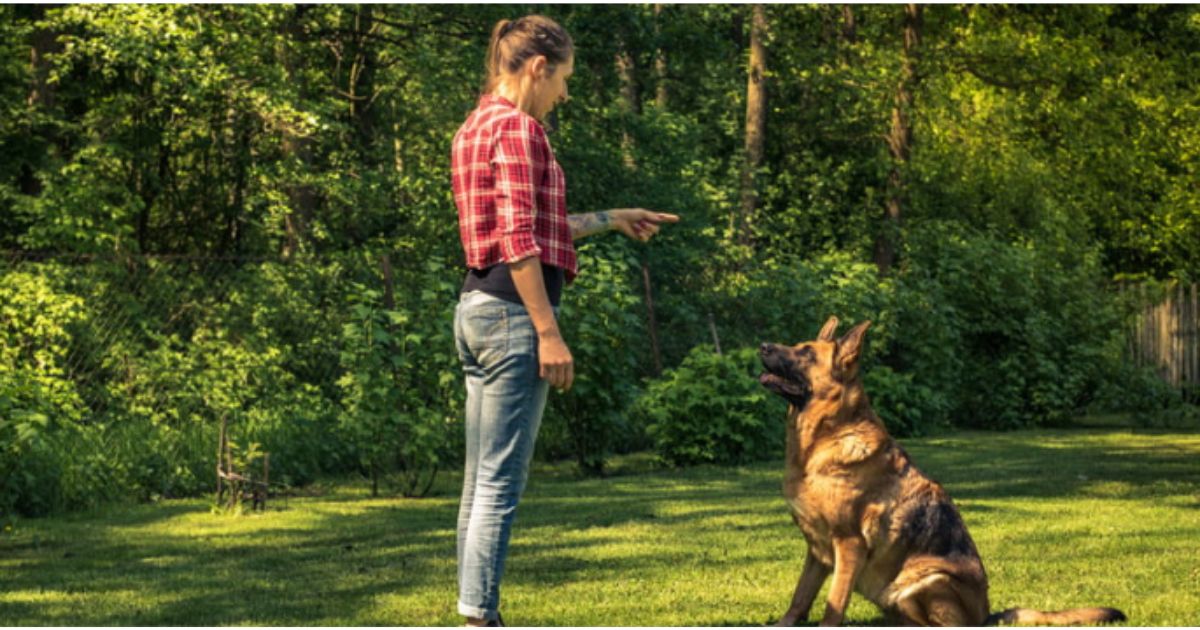 How to become a Dog Trainer
