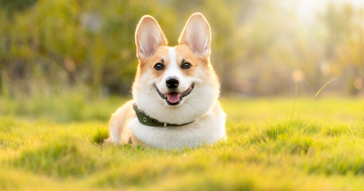 How to fix Separation Anxiety in Dogs