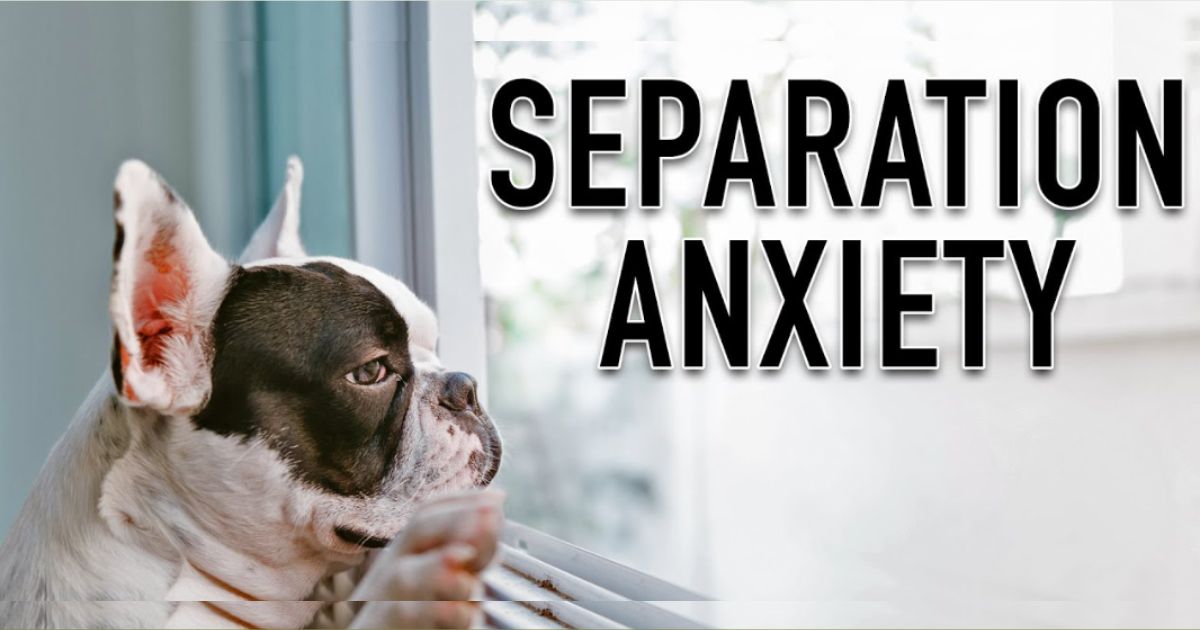 How to fix Separation Anxiety in Dogs