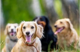 What Dog Breed Lives The Longest