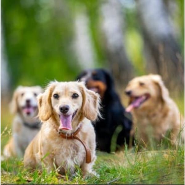 What Dog Breed Lives The Longest