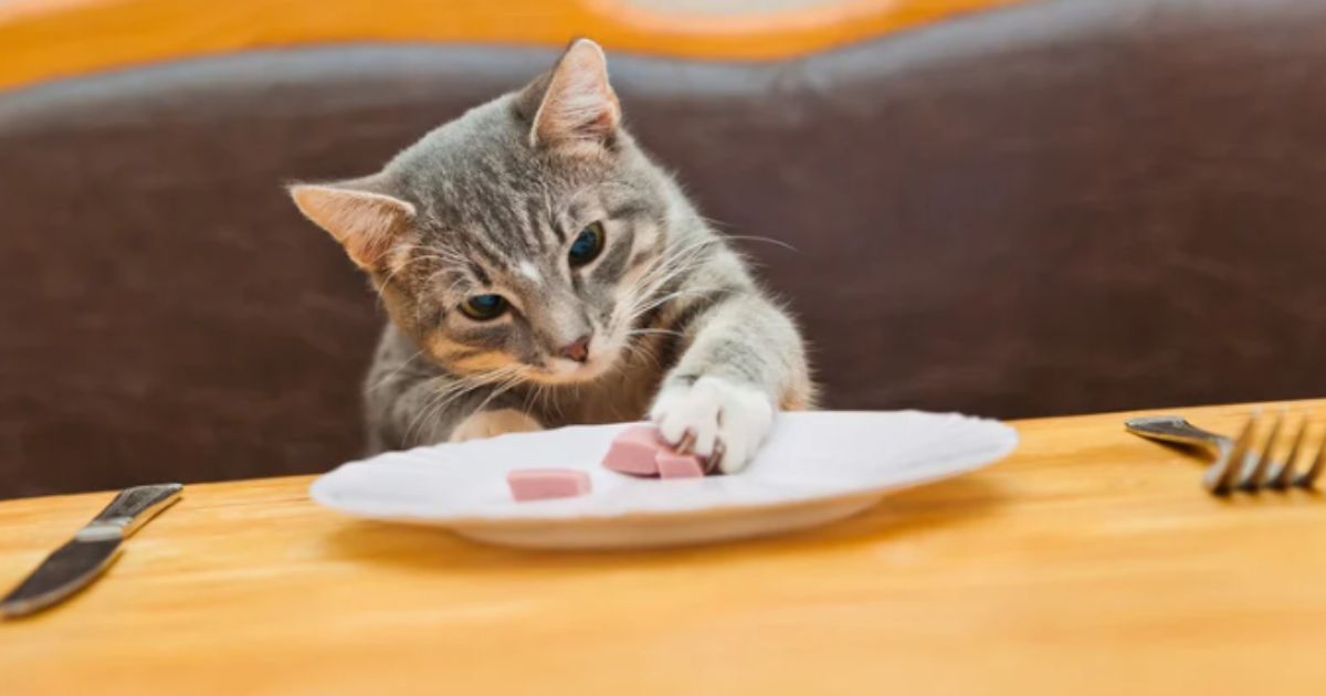 What Foods Can Cats Eat