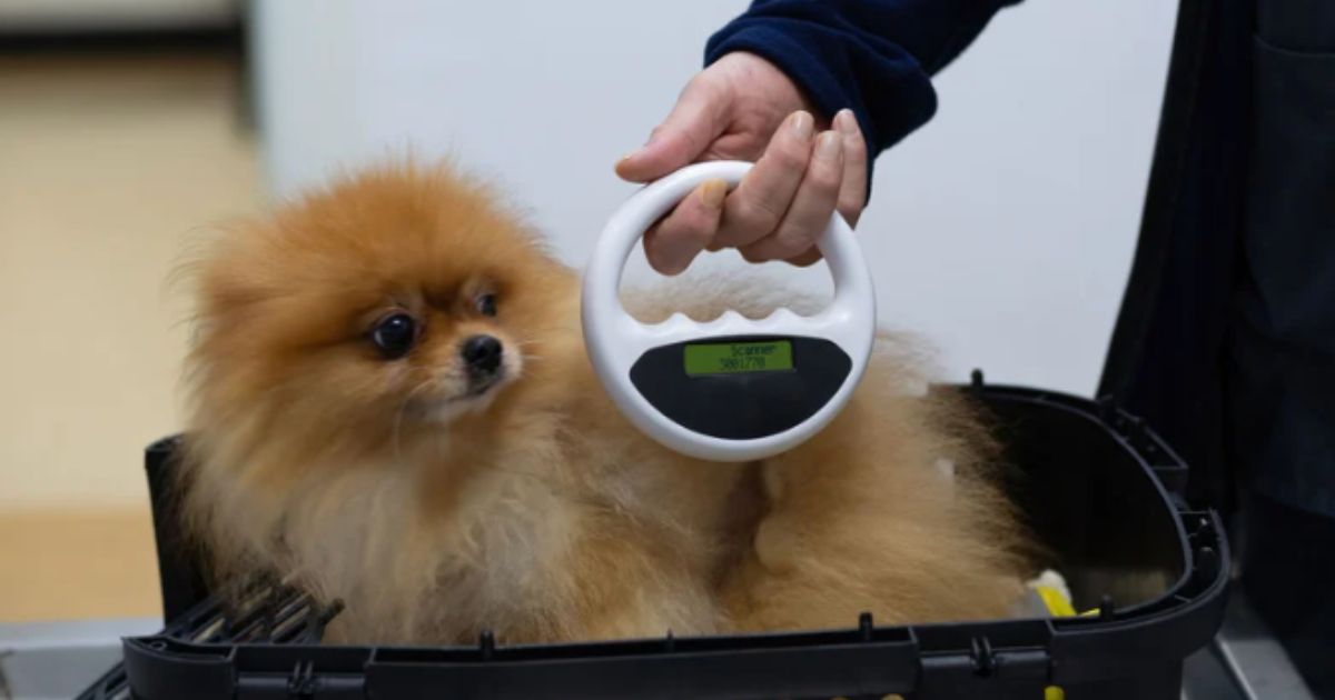 What is a Pet Scan