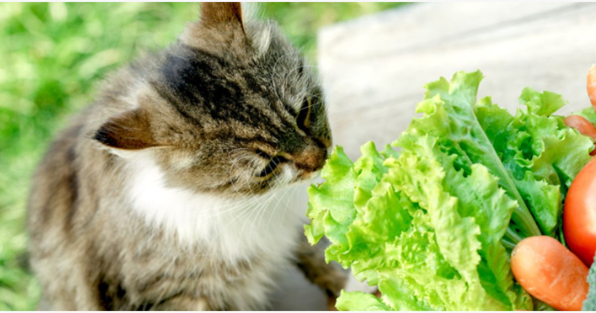 What is the Best Cat Food