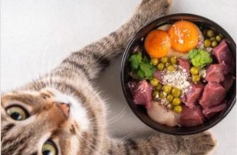 What is the Best Cat Food