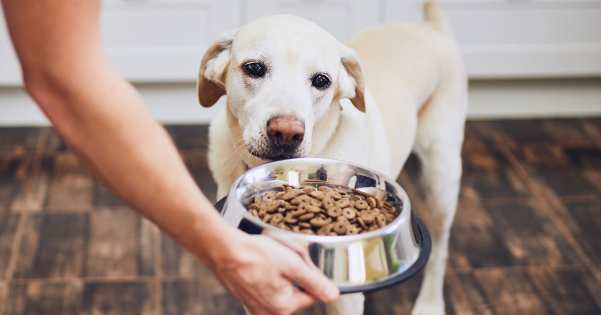 What is the Best Dog Food for Dogs